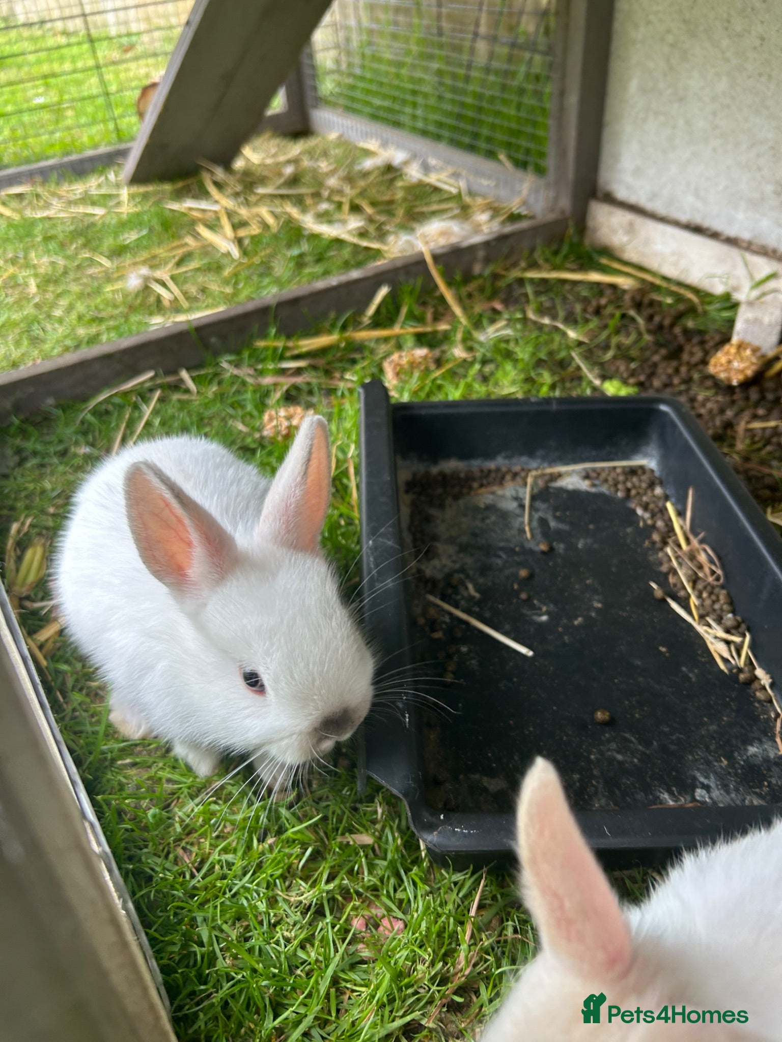 Netherland Dwarf rabbits Mini Netherlands dwarf  - Advert 14