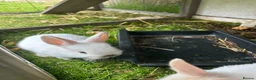 Netherland Dwarf rabbits for sale: Mini Netherlands dwarf  - Advert 2