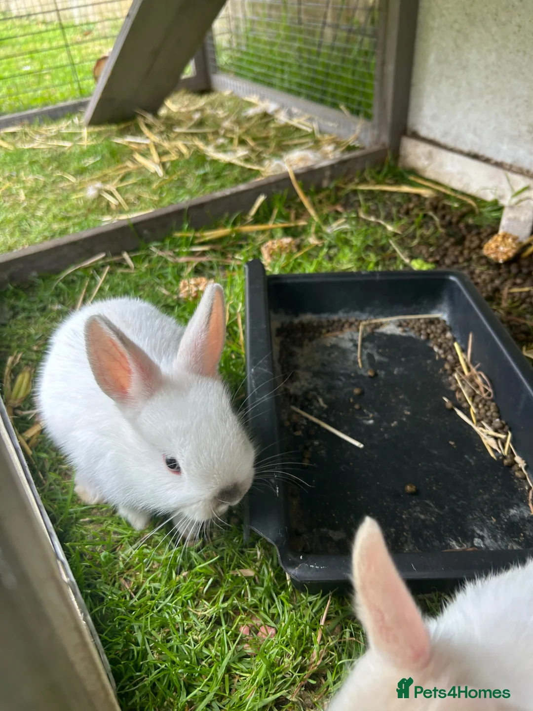 Netherland Dwarf rabbits for sale: Mini Netherlands dwarf  - Advert 2