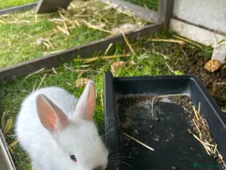 Netherland Dwarf rabbits Mini Netherlands dwarf - Advert 5