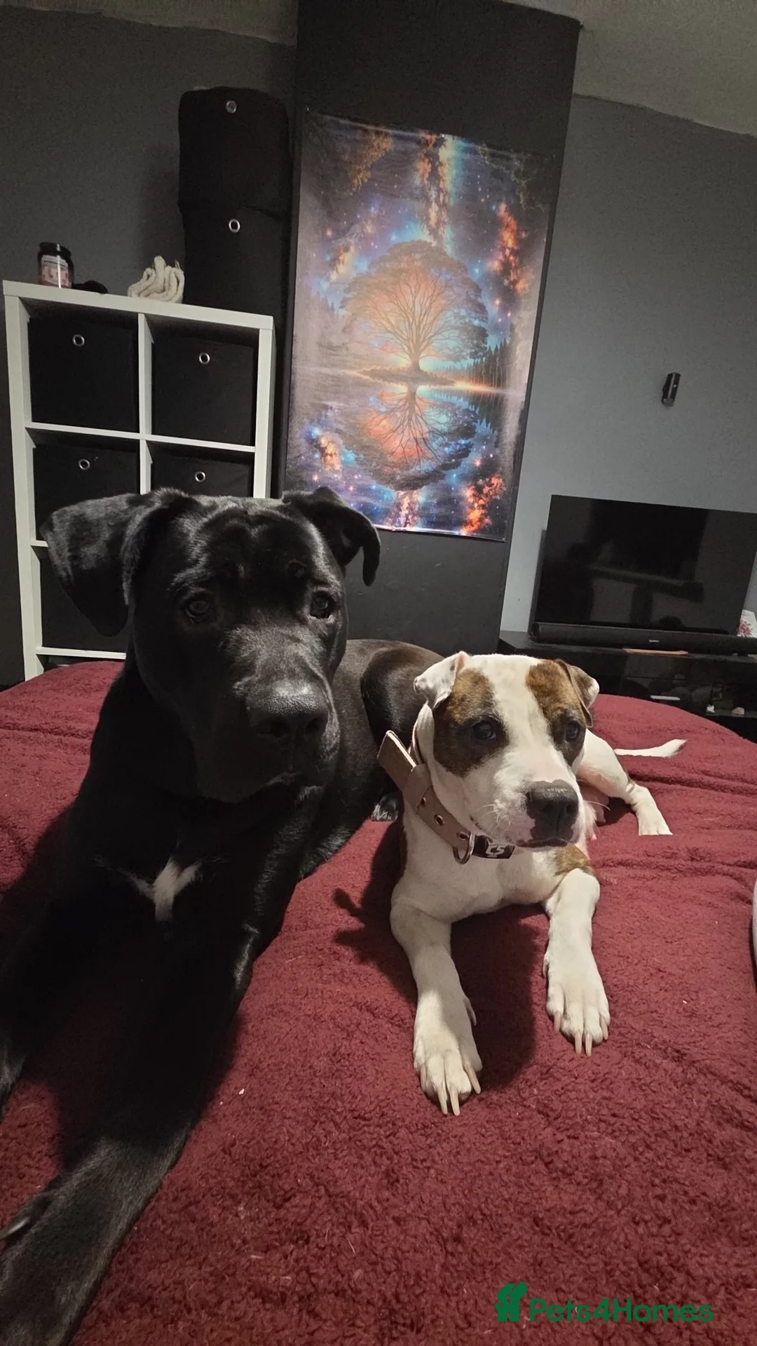 Mixed Breed dogs for sale: cane course + staffy  - Advert 5