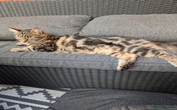 Bengal cats for sale: 2 beautiful Bengal x kittens ready for new home  - Image 13