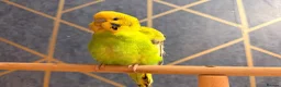 Budgerigars birds for sale: Budgies for sale with cage - Advert 3