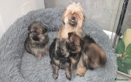 Mixed Breed dogs for sale: Shiranian puppies  - Image 15