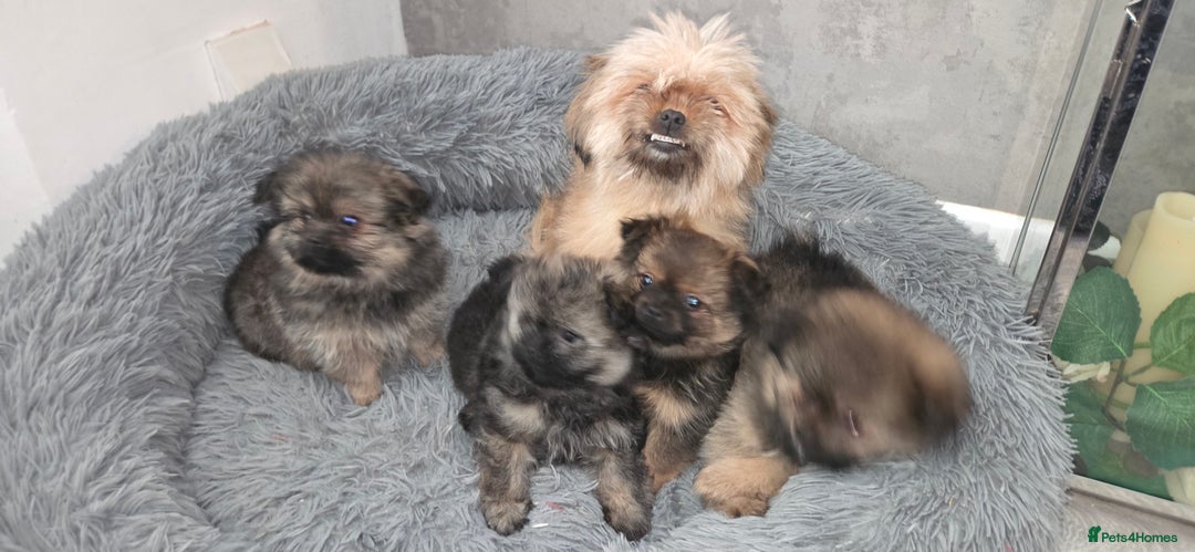 Mixed Breed dogs for sale: Shiranian puppies  - Image 15