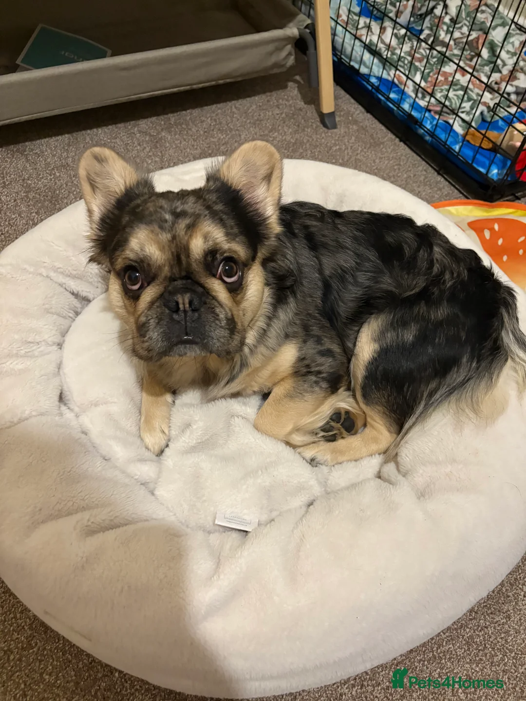 French Bulldog dogs for stud: GIMLI THE GREAT FOR STUD - Advert 3