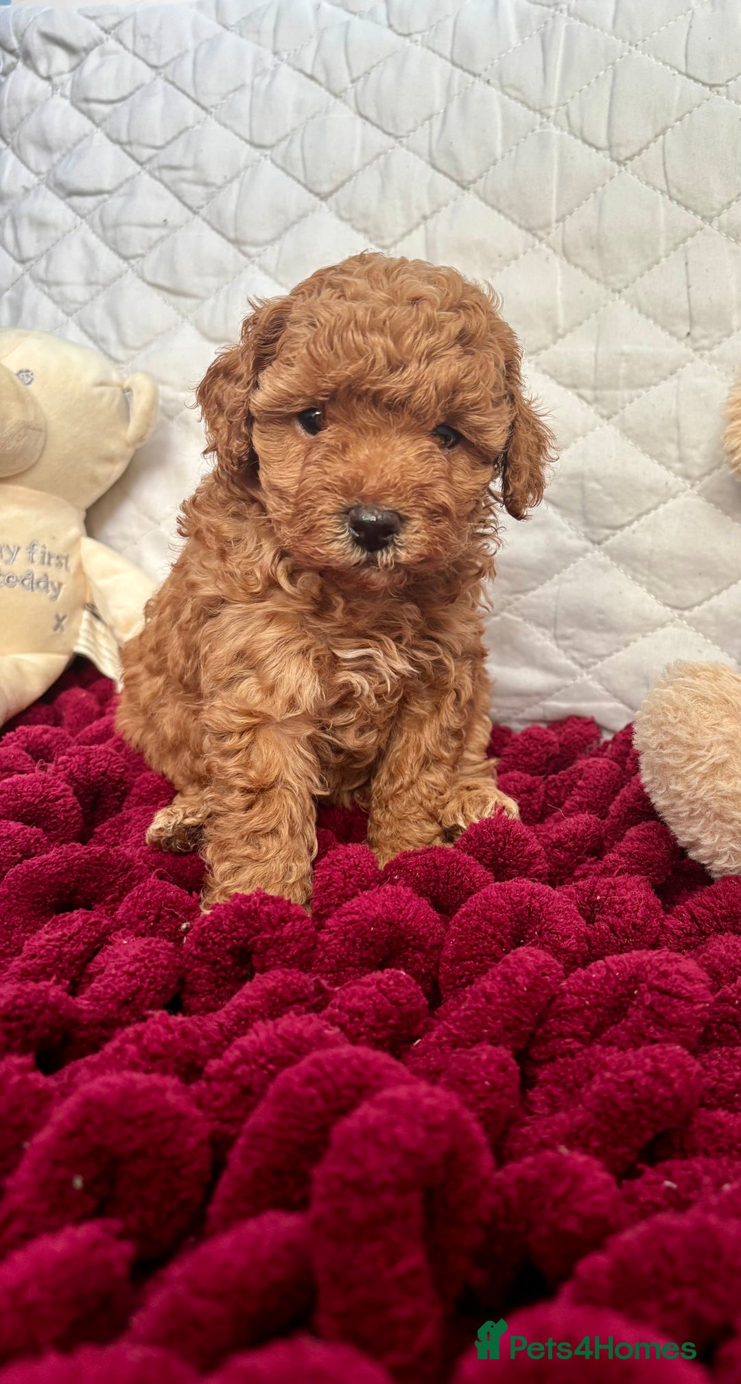 Toy Poodle dogs for sale: KC registered toy poodles - Advert 31