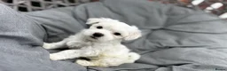 Maltese dogs for sale: >>PUREBRED BEAUTIFULLY MALTESE PUPPIES<< - Advert 23