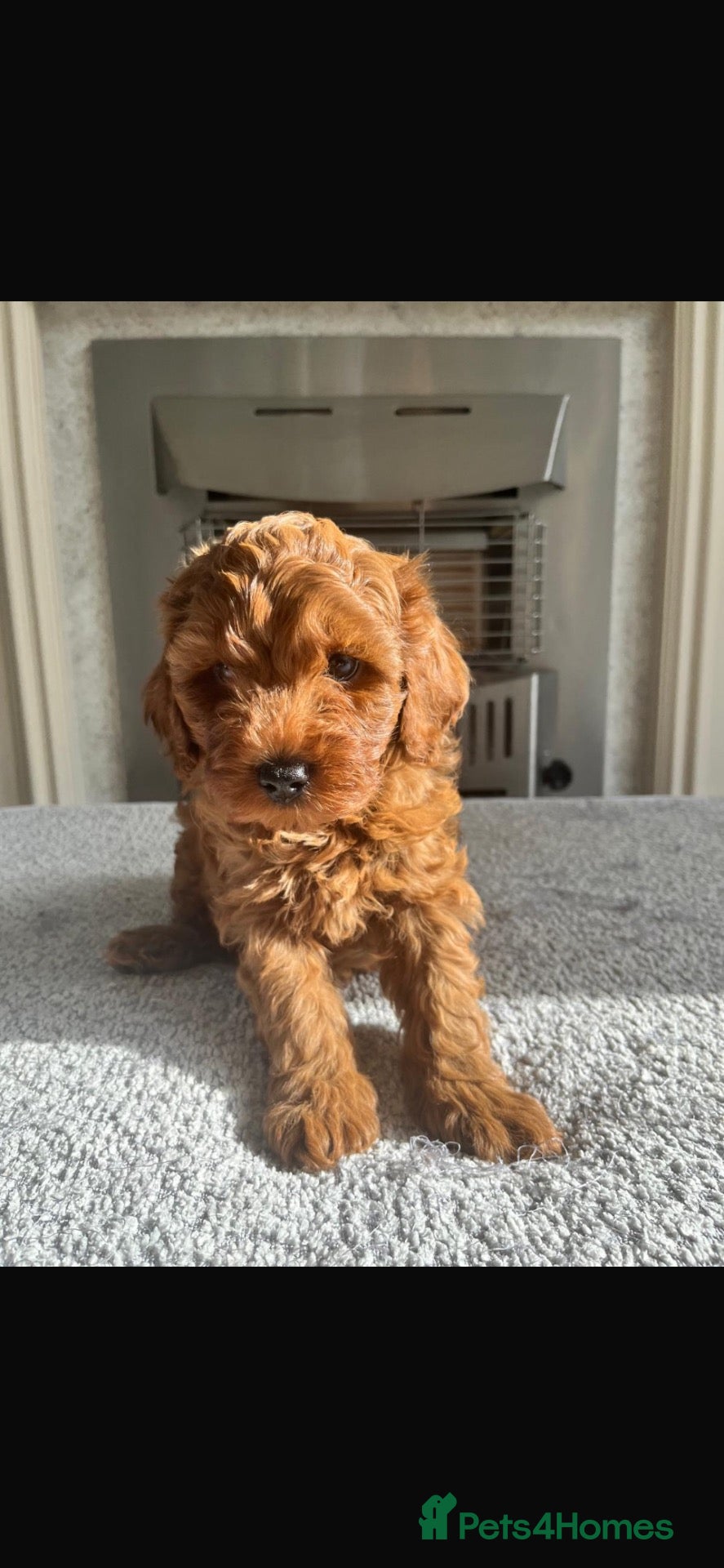Cavapoo dogs Stunning red Cavapoo pups  - Advert 1