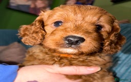 Cavapoo dogs for sale: Playful, affectionate, red Cavapoo puppies  - Image 40