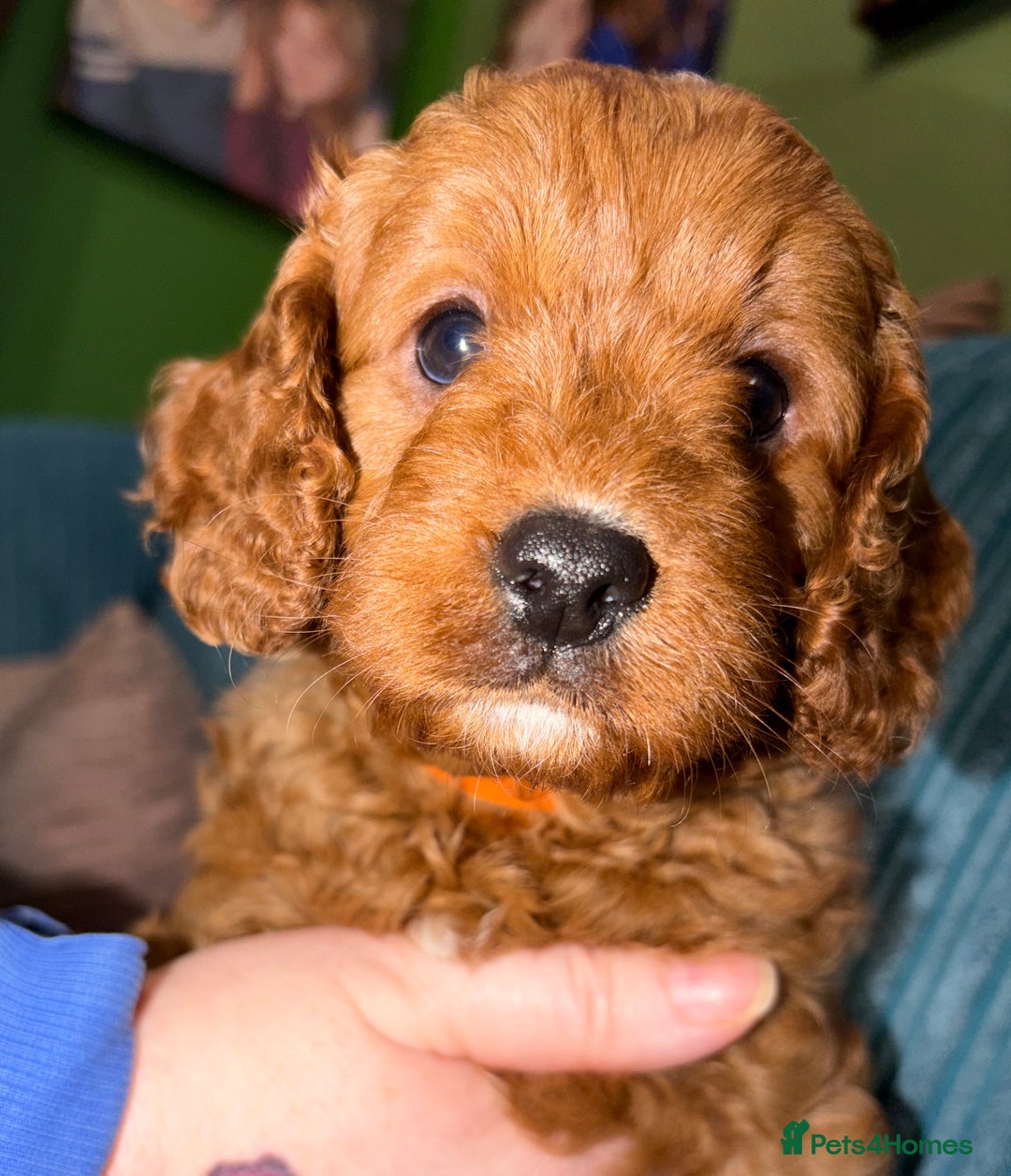 Cavapoo dogs for sale: Playful, affectionate, red Cavapoo puppies  - Image 40