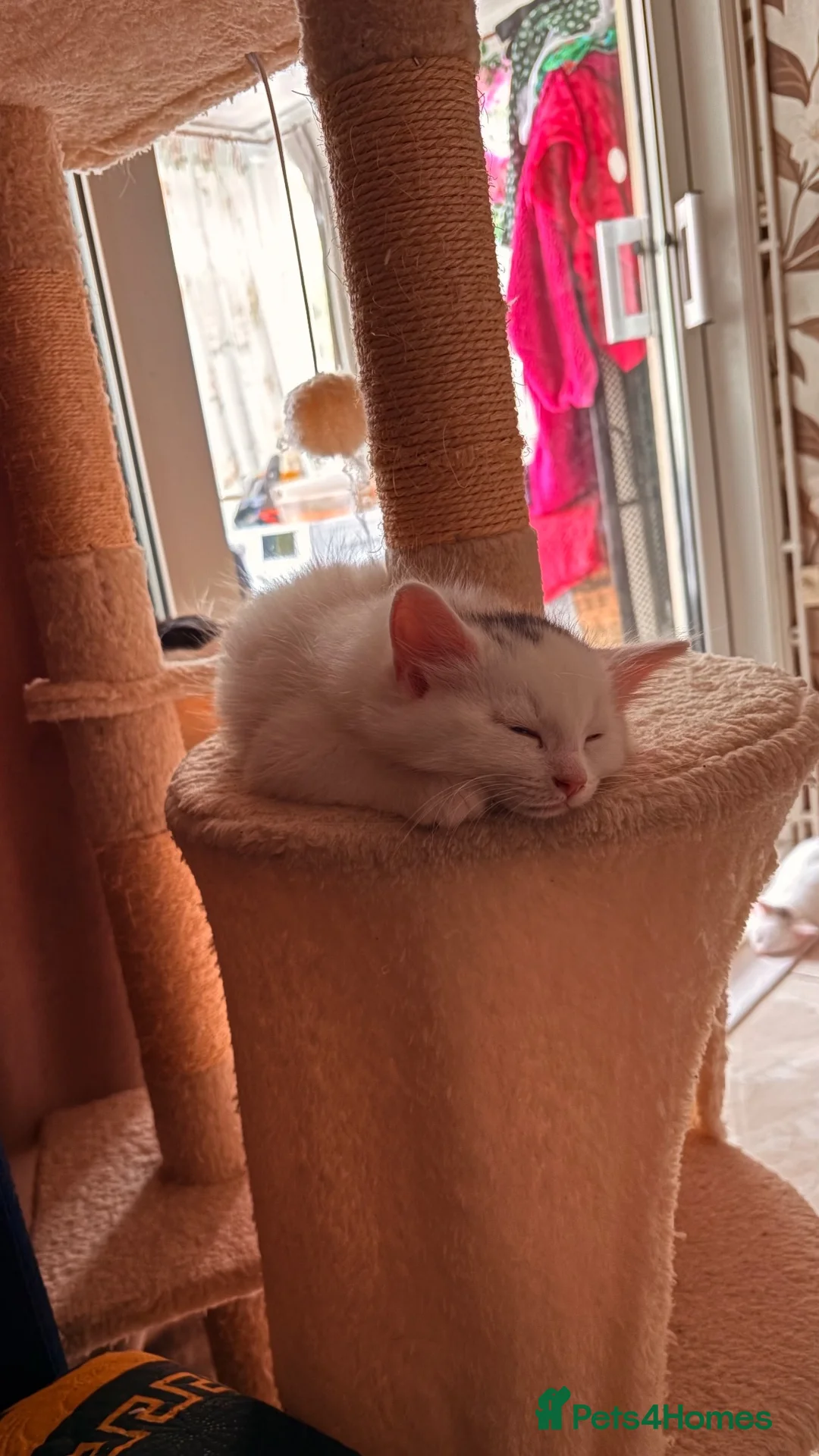 Mixed Breed cats for sale: White cat - Advert 2