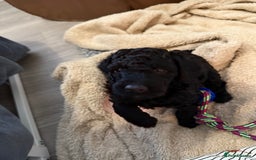 Labradoodle dogs for sale: Price reduced ready now Toy mini labradoodle f2bb  - Image 7
