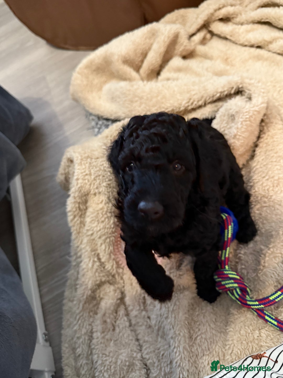 Labradoodle dogs for sale: Price reduced ready now Toy mini labradoodle f2bb  - Image 7