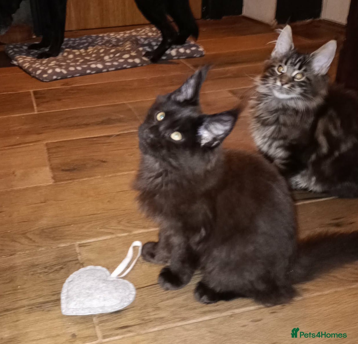 Maine Coon cats Maine coon XL pedigree active - Advert 14