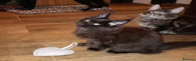 Maine Coon Kitten 1