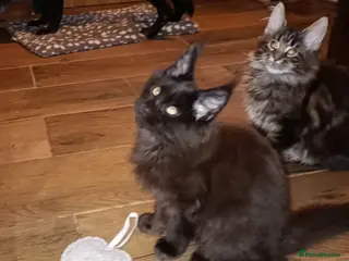 Maine Coon cats Maine coon XL pedigree active - Advert 14