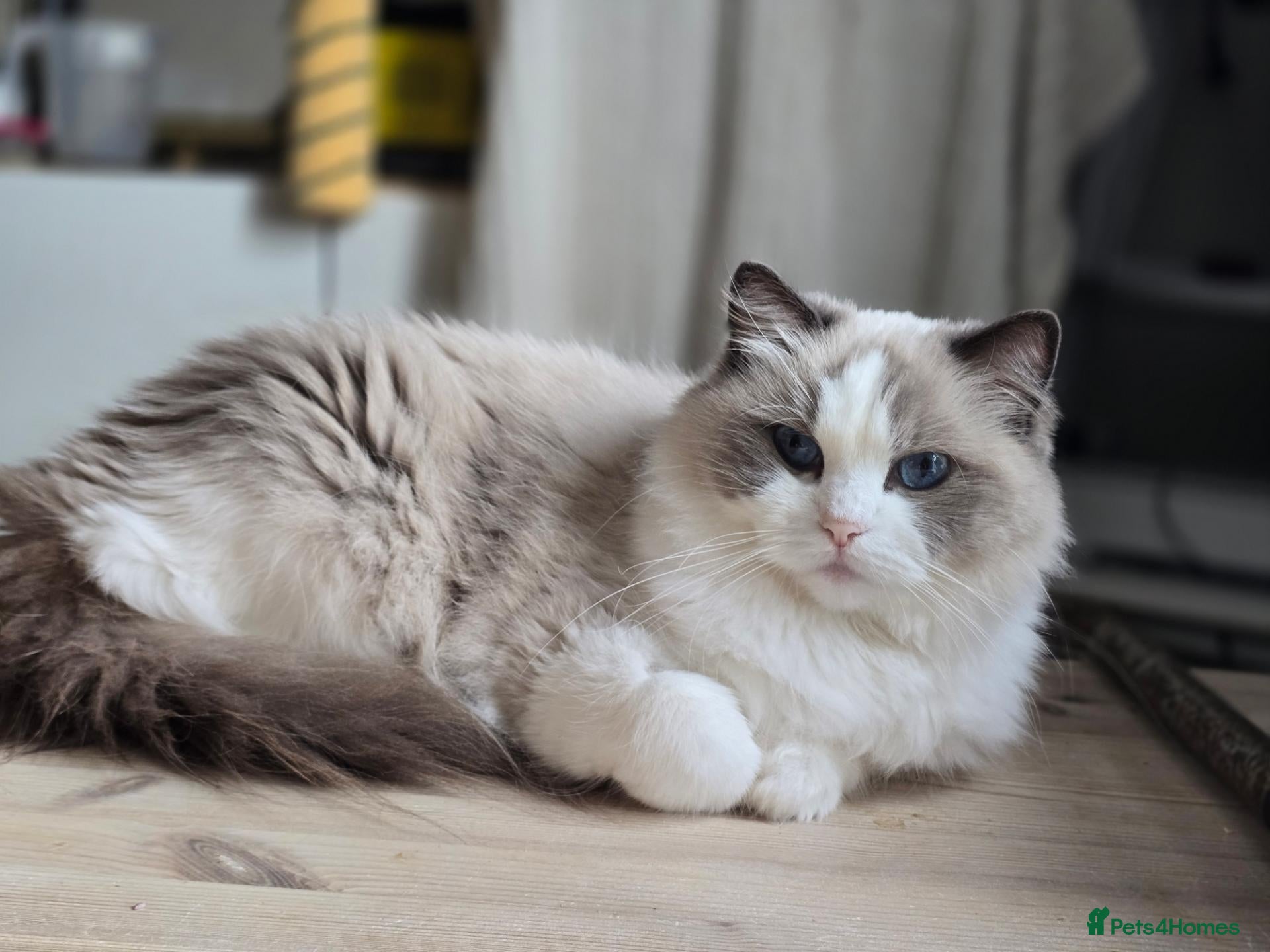Ragdoll cats Gorgeous Adult Pedigree Ragdoll Girl  - Advert 6