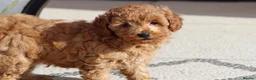 Cavapoochon dogs for sale: Cavapoochon puppies for sale Fox Red  - Advert 21