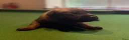 Belgian Shepherd Dog dogs for sale: Belgian Malinois/Shepherd - Advert 6