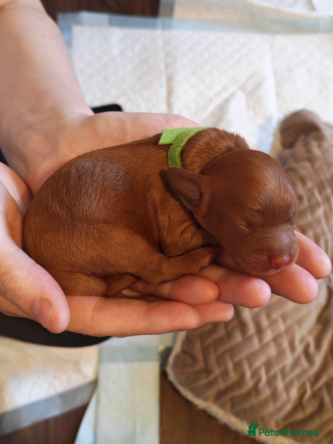 Cavapoo dogs for sale: F1 Cavapoos - HT Parents - Sep Collect - Image 25