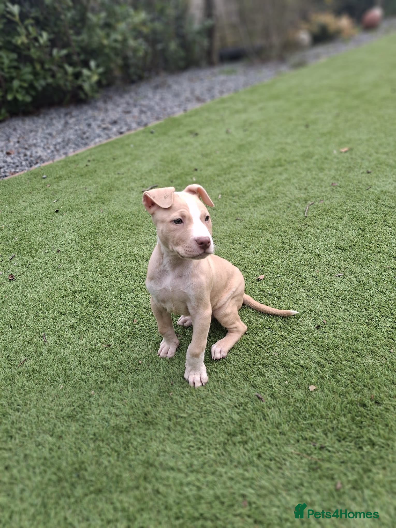 Staffordshire Bull Terrier dogs 1 FEMALE BACK AVAILABLE - Advert 21