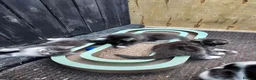 Mixed Breed cats for sale: Kitten for rehoming  in Mansfield - Advert 17