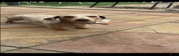 Dachshund dogs for sale: Miniature Dachshund puppies - Advert 13