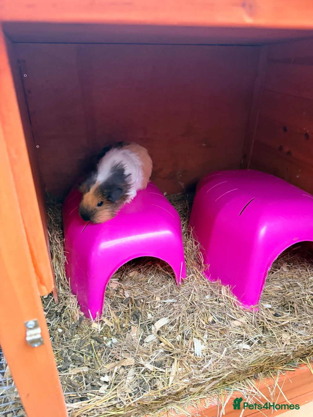 Guinea Pig rodents for sale: Guinea Pigs - Advert 1