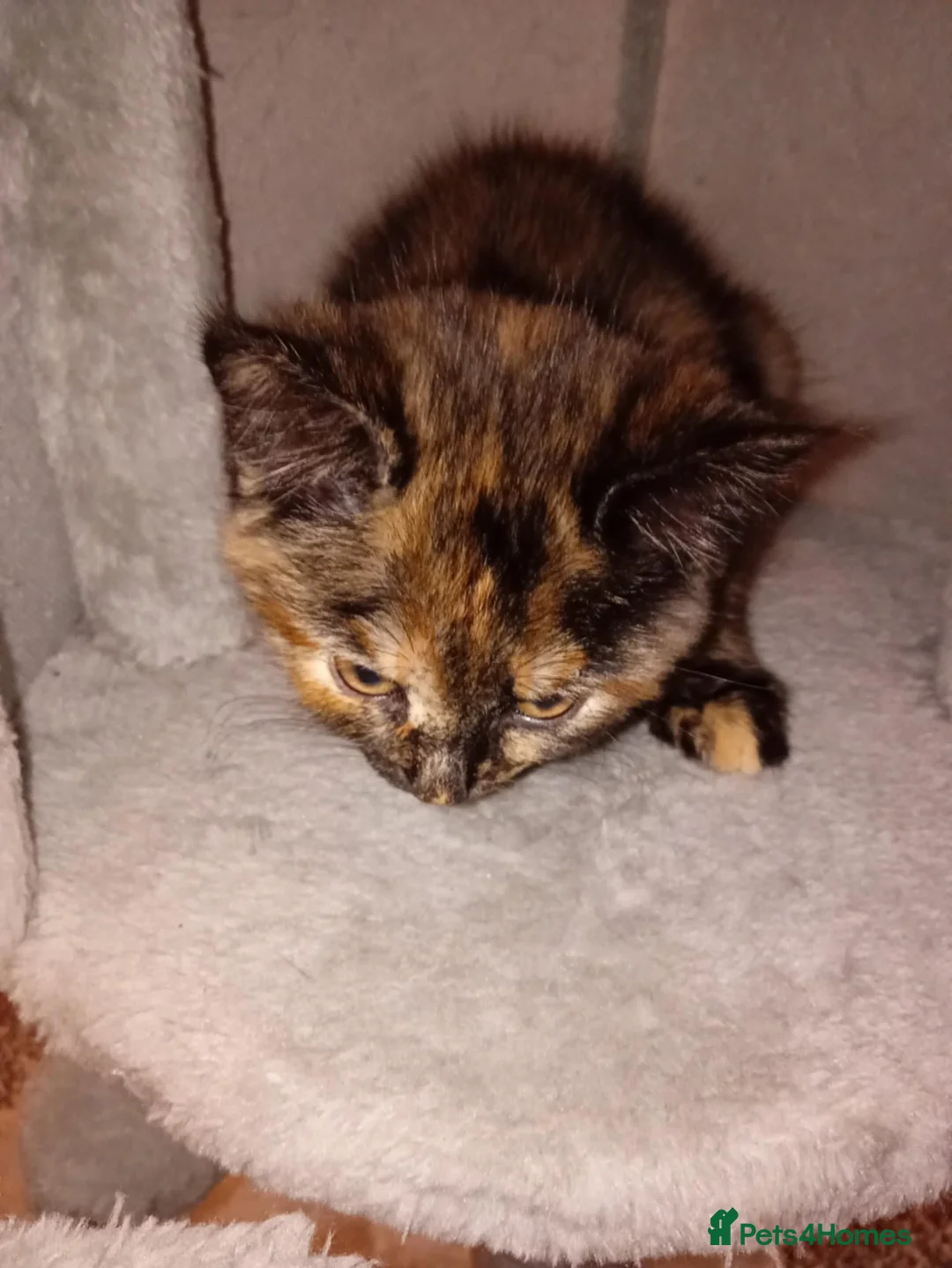 Mixed Breed cats for sale: 3 kittens for sale  - Advert 4