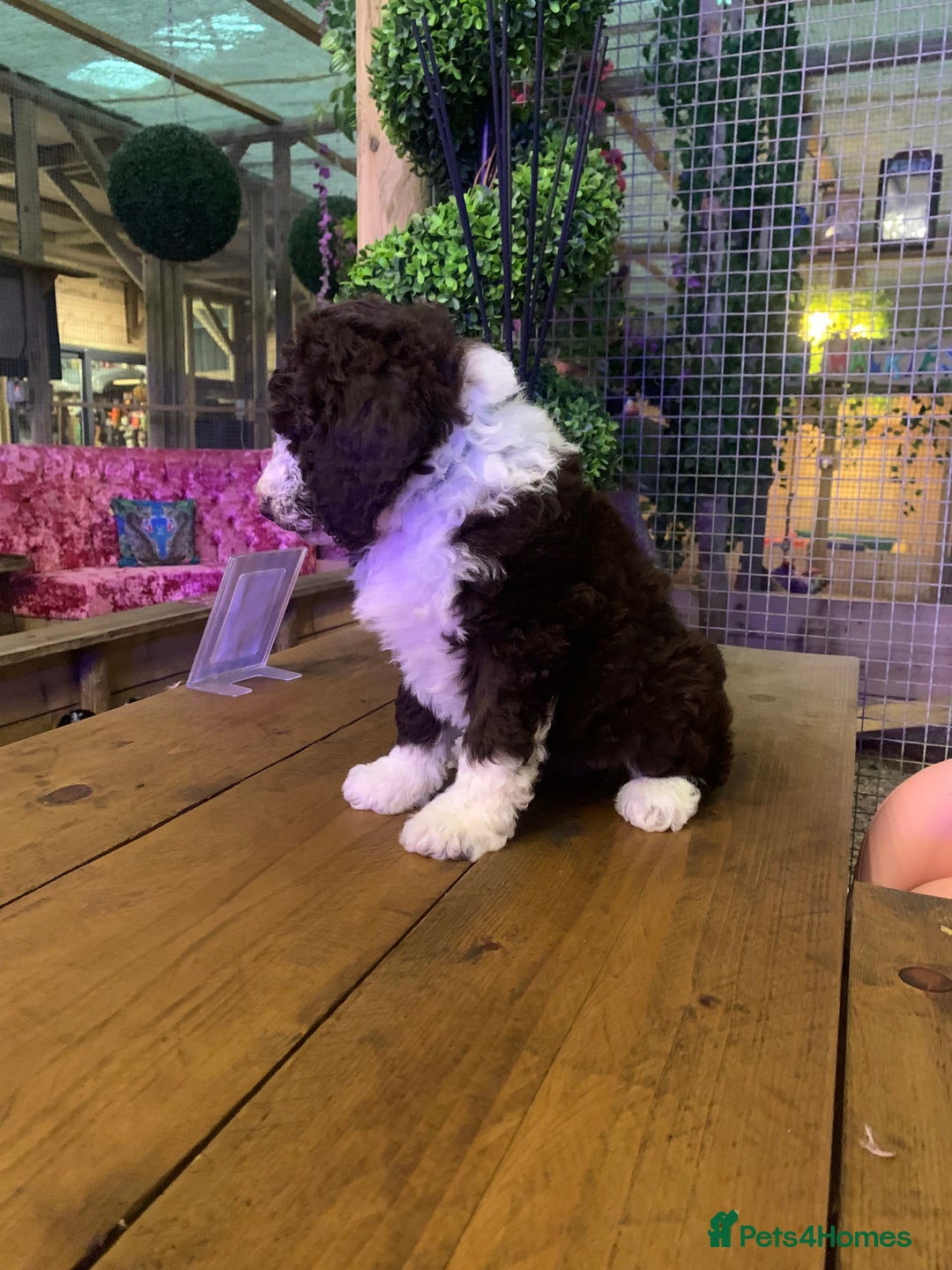 Sheepadoodle dogs for sale: Standard Sheepadoodle READY NOW - Advert 7