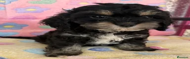 Cockapoo 6
