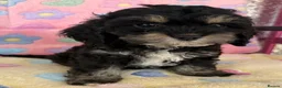Cockapoo dogs for sale: Beautiful cockapoos 🐶🐶 ready now - Advert 38