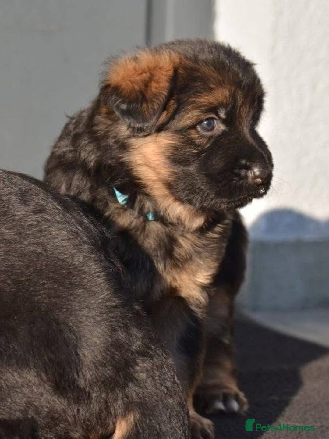 German Shepherd dogs for sale: 💥Champion🩸line KC Reg GermanShepherd puppy’s GSD - Image 24