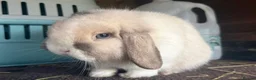 Mini Lop rabbits for sale: Black sabled magpie mini lop buck/boy - Advert 4