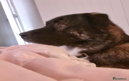 Caucasian Shepherd Dog dogs for adoption: Max 2.5 year old Macedonian rescue  - Image 6