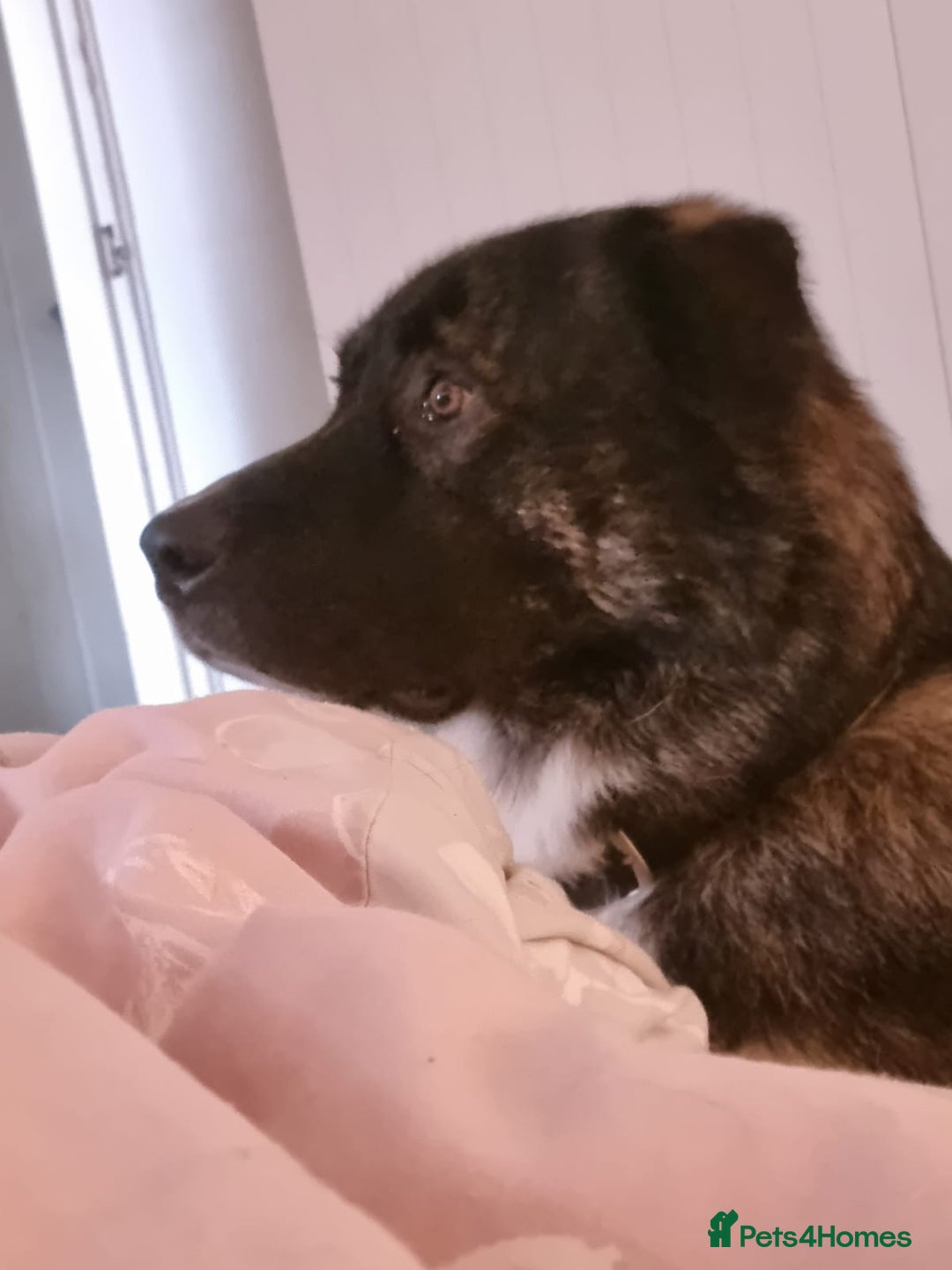 Caucasian Shepherd Dog dogs for adoption: Max 2.5 year old Macedonian rescue  - Image 6