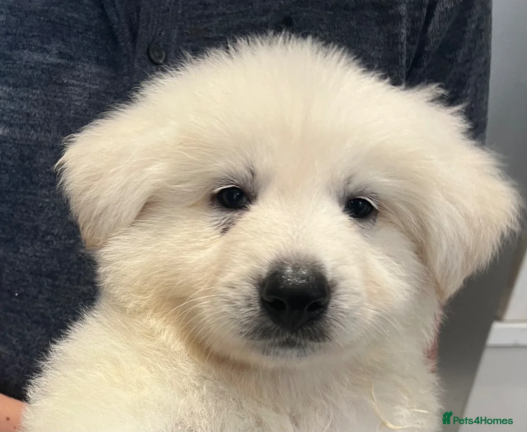 German Shepherd dogs for sale: White Shepherd Puppies in London - Advert 2