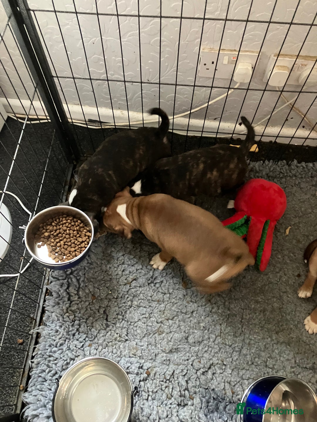 Staffordshire Bull Terrier dogs for sale: Kc Staffordshire bull terrior puppies - Image 3