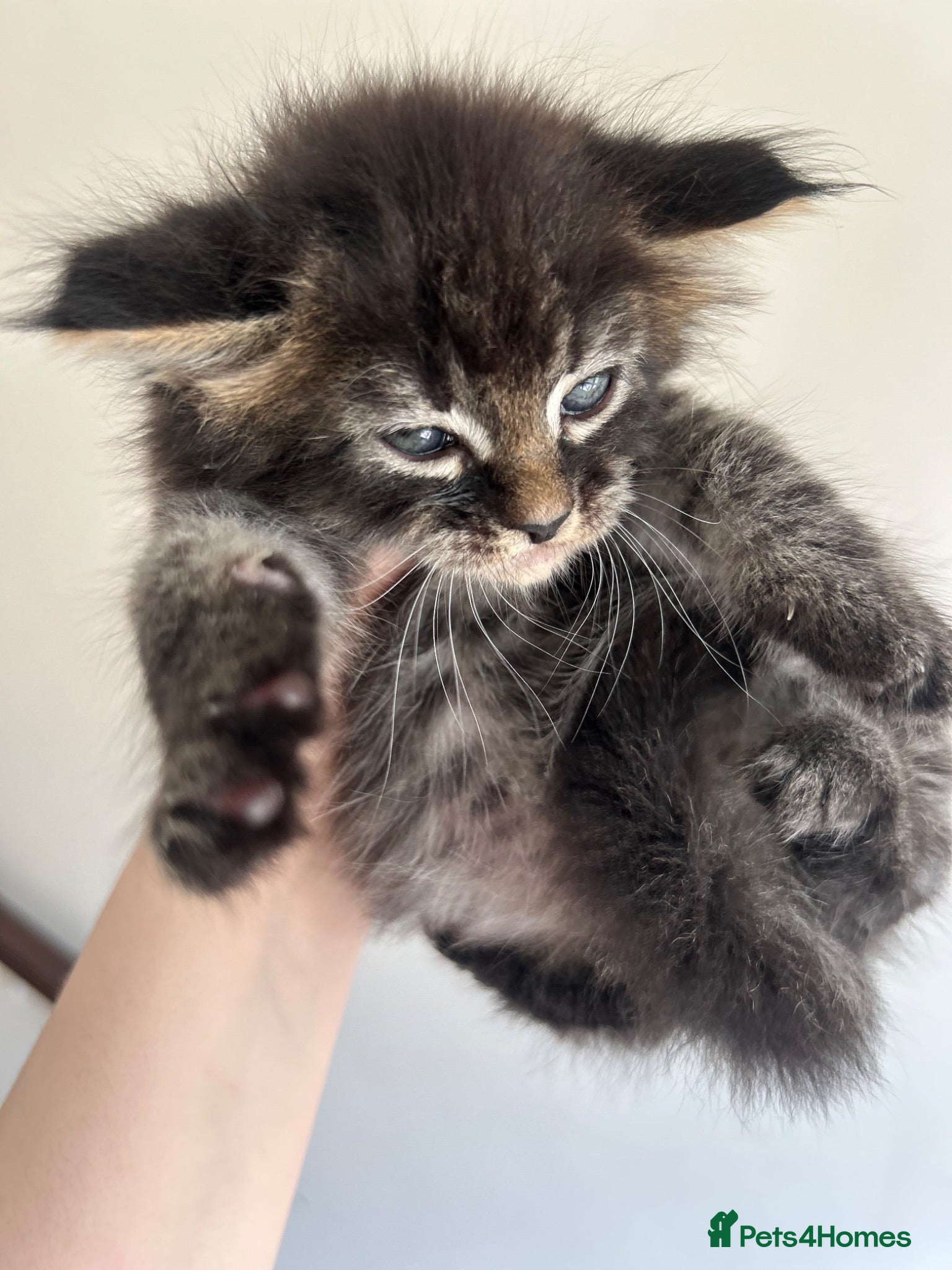 Mixed Breed cats Beautiful Male Maine Coon Mix Kitten - Advert 1