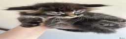 Mixed Breed cats for sale: Beautiful Male Maine Coon Mix Kitten - Advert 1