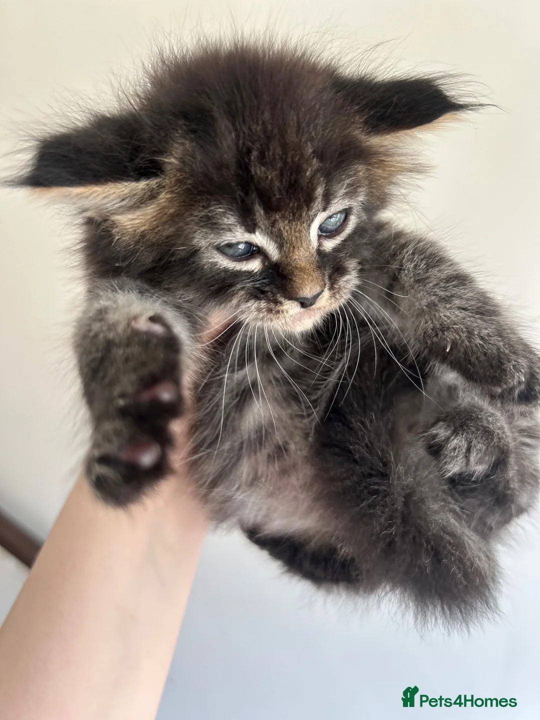 Mixed Breed cats for sale: Beautiful Male Maine Coon Mix Kitten - Advert 1