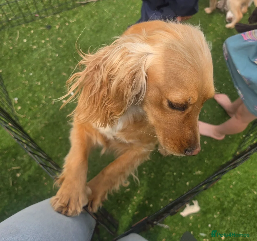 Cocker Spaniel dogs for sale: Working type Cocker spaniels- ready to leave now! - Advert 23