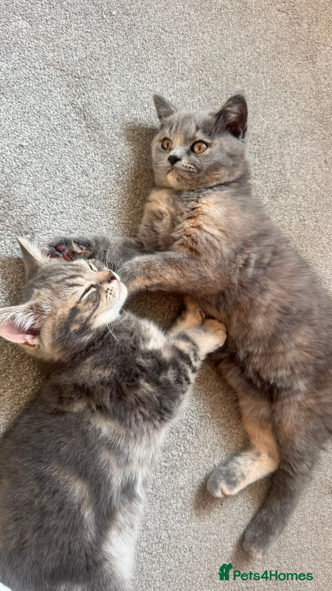 British Shorthair cats  4 gorgeous kittens  💕 - Advert 1