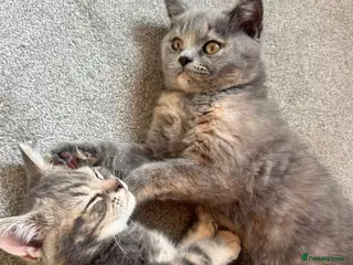 British Shorthair cats 4 gorgeous kittens 💕 #3 remaining - Advert 2