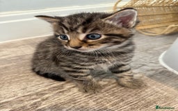 Mixed Breed cats for sale: Mixed Breed Grey and Tabby Kittens - Image 2