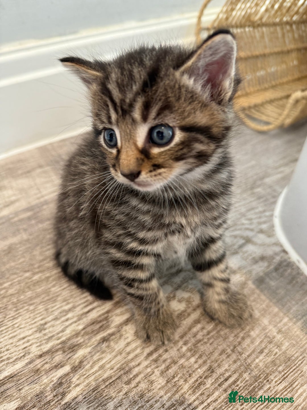 Mixed Breed cats for sale: Mixed Breed Grey and Tabby Kittens - Image 2