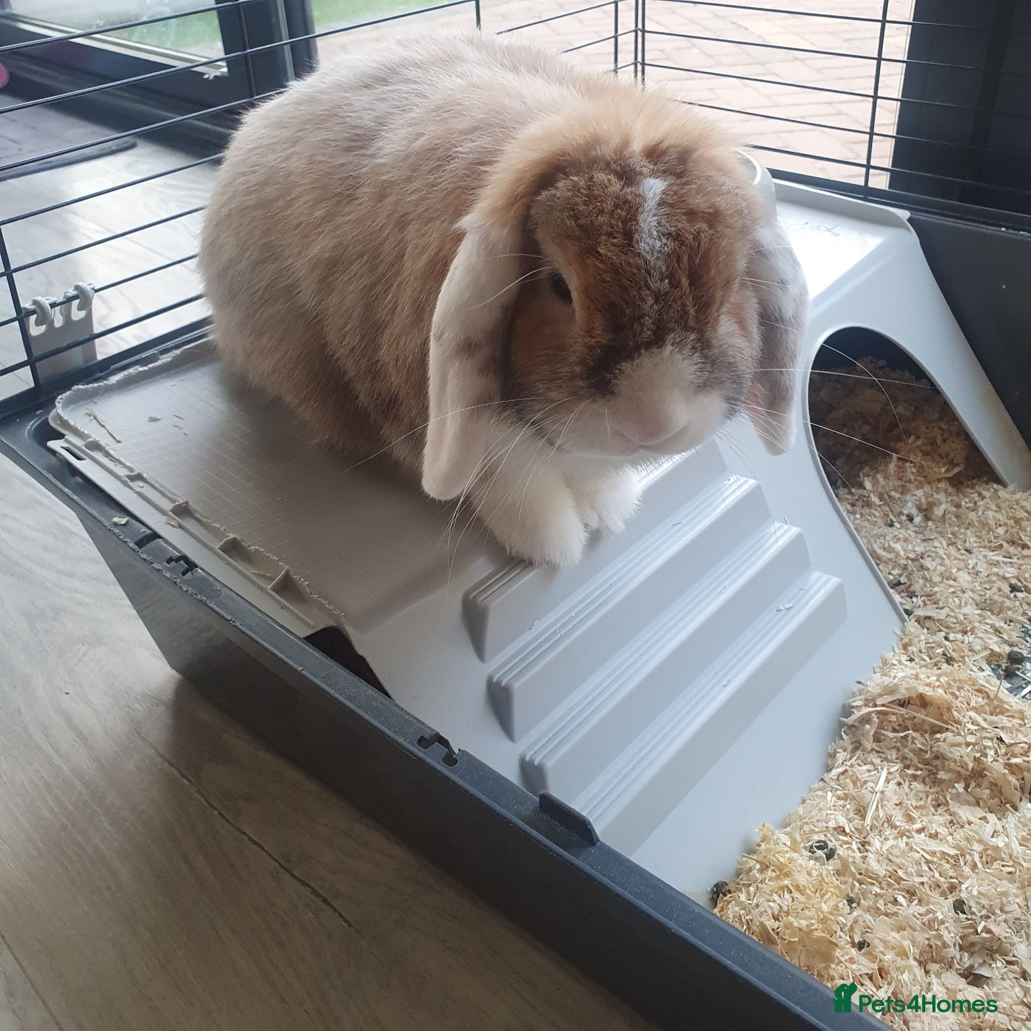 Mini Lop rabbits Rabbit to be rehomed - Advert 1