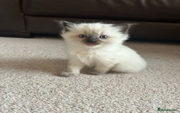 Ragdoll cats for sale: 6 ragdoll kittens  - Image 17