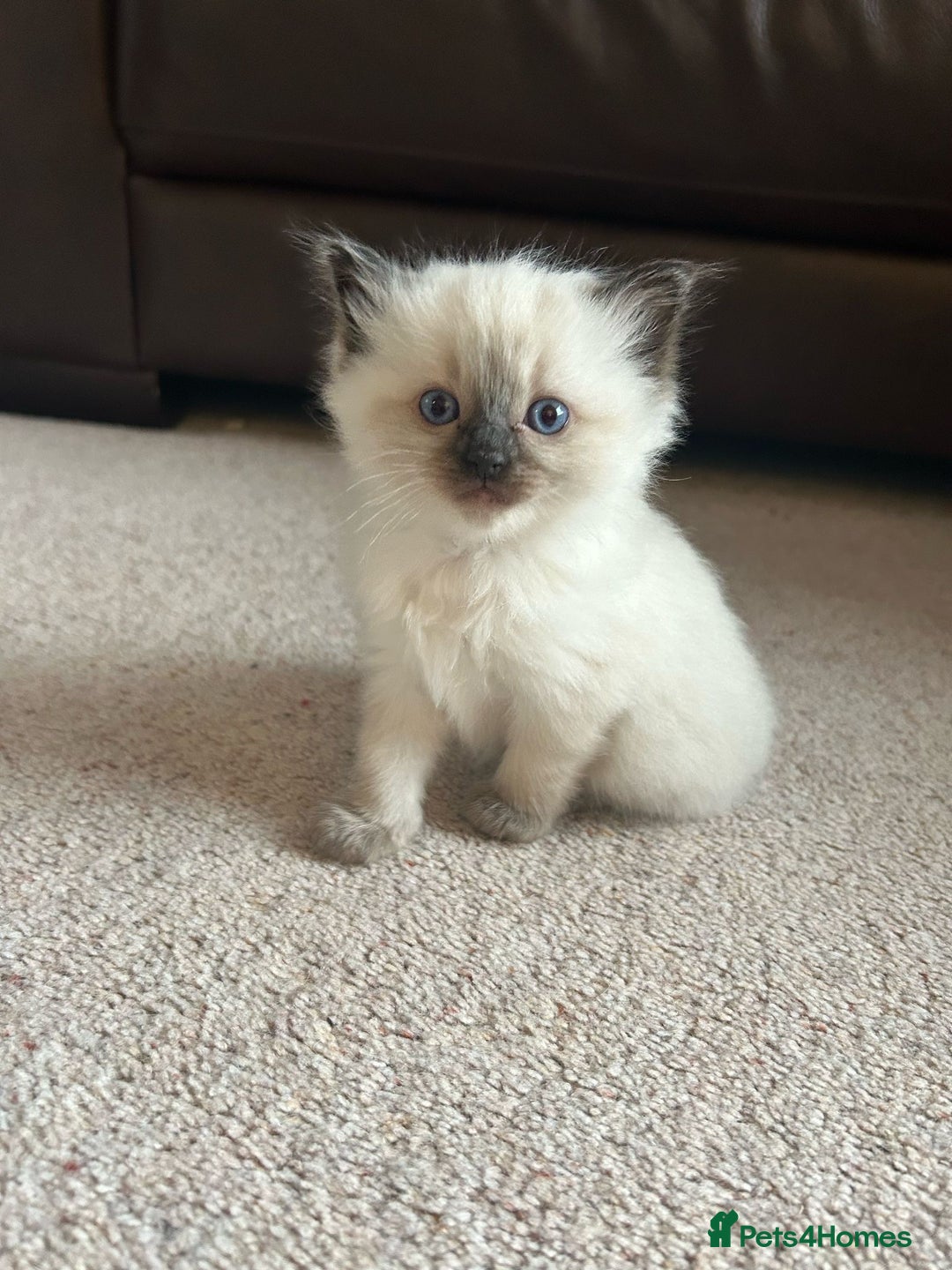 Ragdoll cats for sale: 6 ragdoll kittens  - Image 17